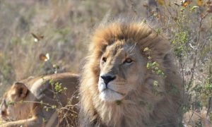 SA Big five SA Big five